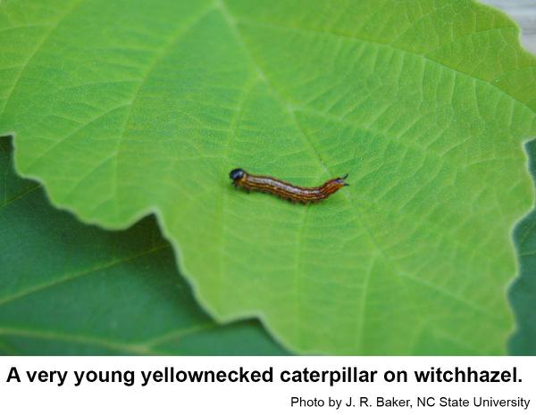 Yellownecked caterpillars feed on a wide variety of host plants.
